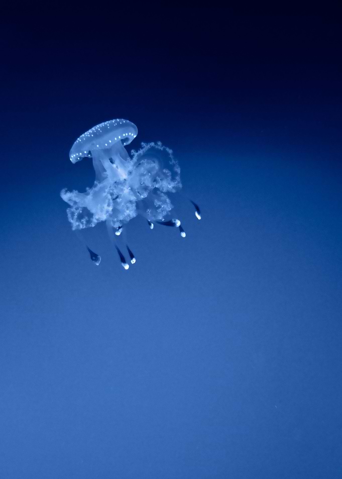 White jellyfish