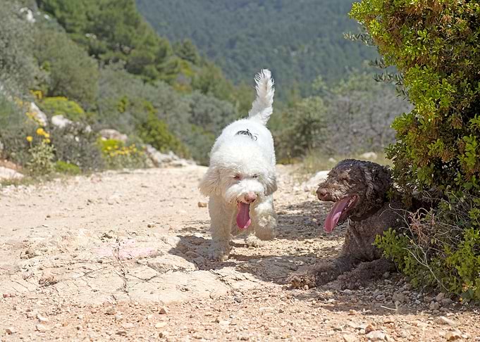 White Lagotto Romagnolo