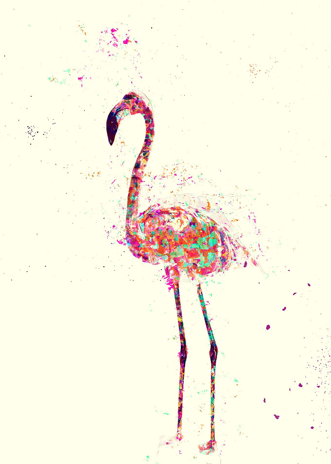 Flamingo