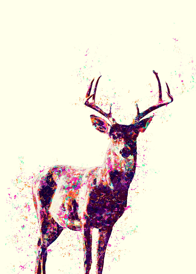 Deer