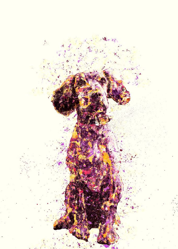 Cocker Spaniel