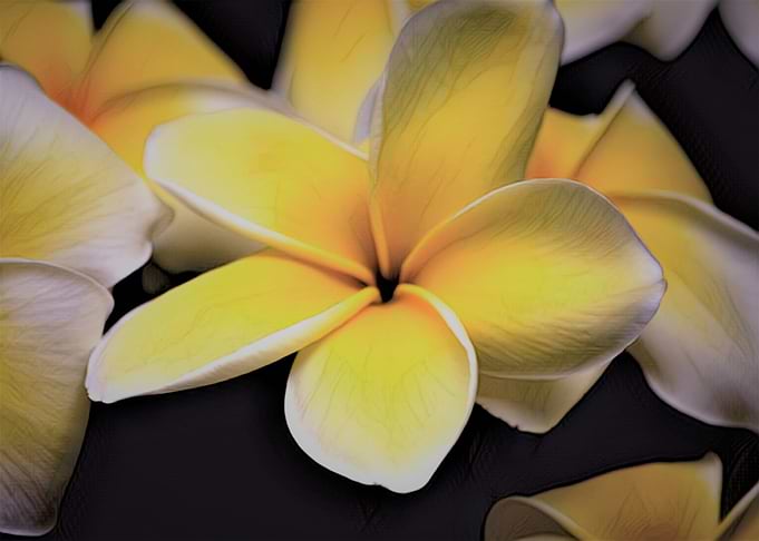 Plumeria Poster Art