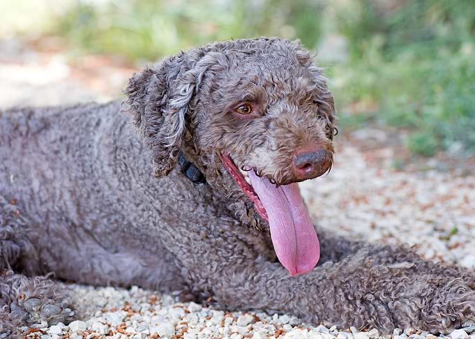 White Lagotto Romagnolo