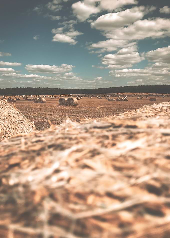 Village gold field
