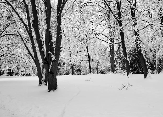 Winter morning