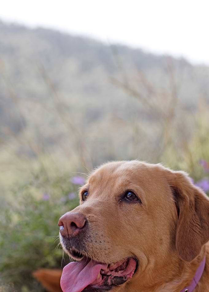 Labrador sweet portrait