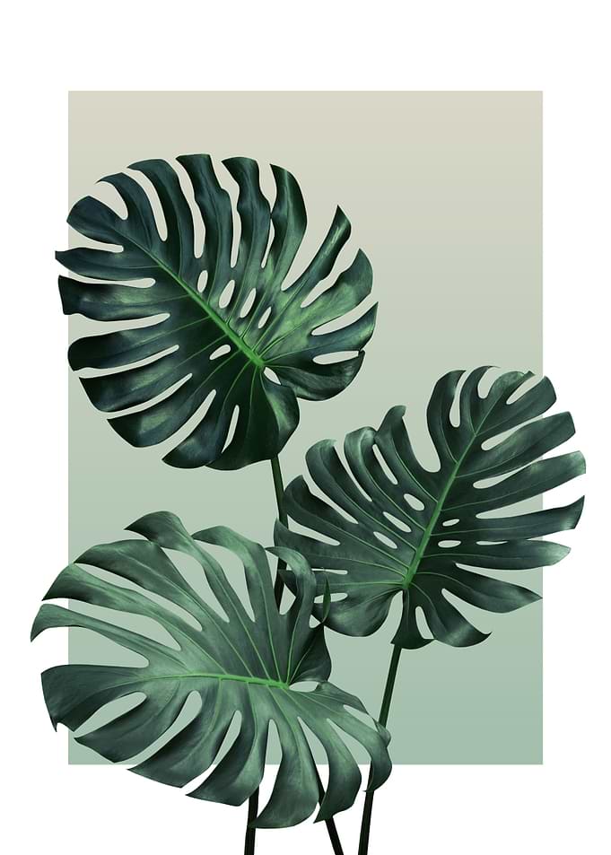 Monstera in Olive 2