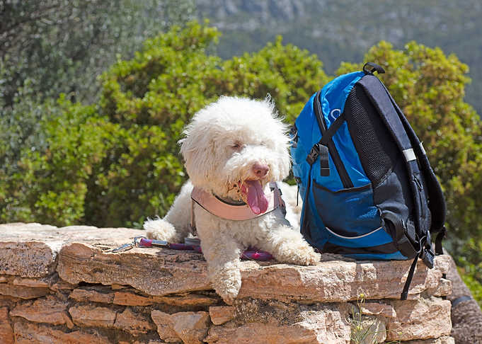 White Lagotto Romagnolo