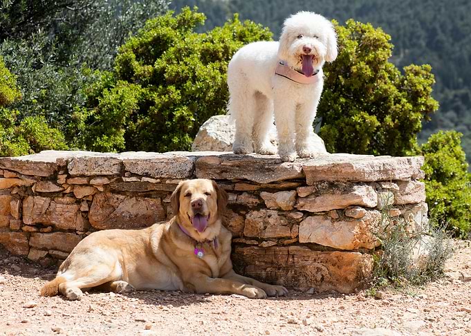White Lagotto Romagnolo