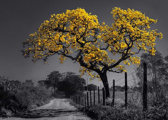 Yellow Flower Tree