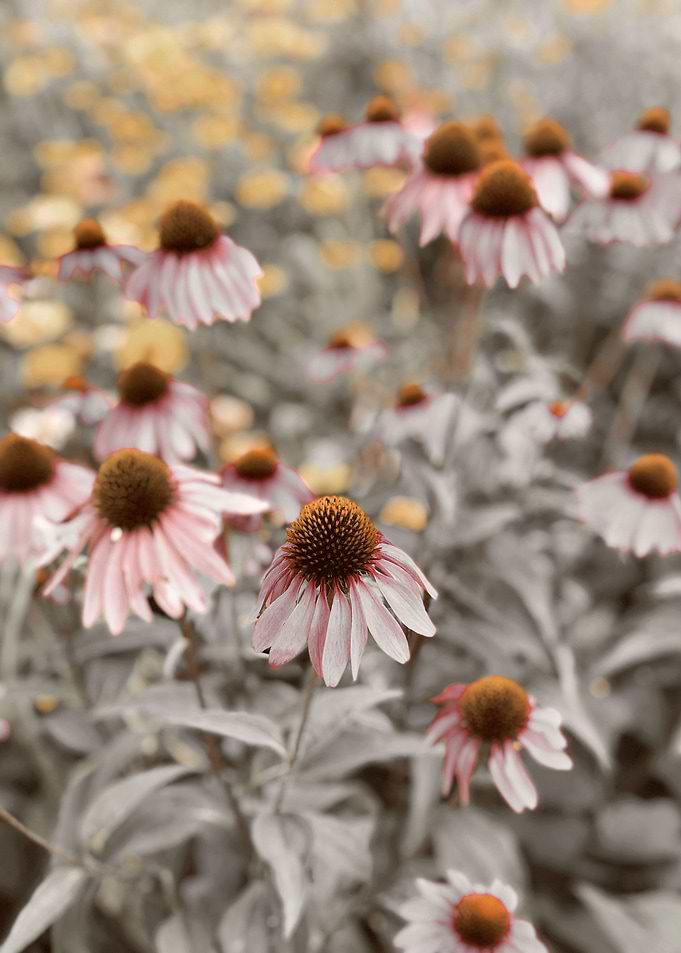 Dreams in Bloom