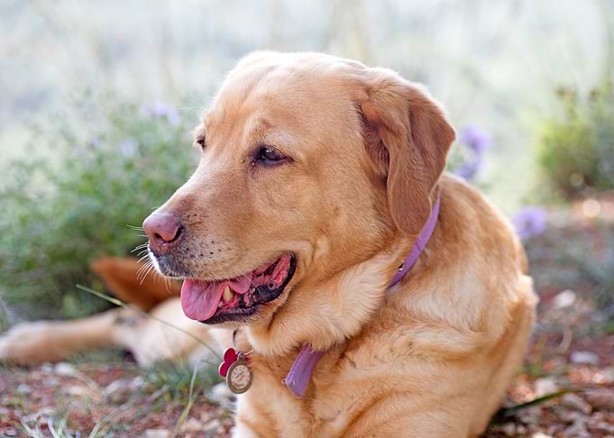 Labrador sweet portrait