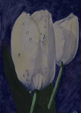Raindrops on Tulips