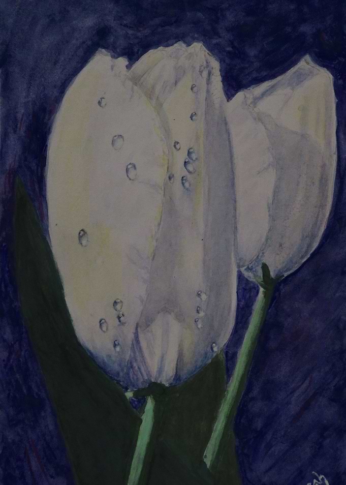 Raindrops on Tulips