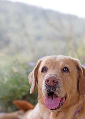 Labrador sweet portrait