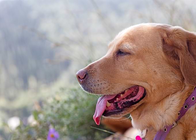 Labrador sweet portrait