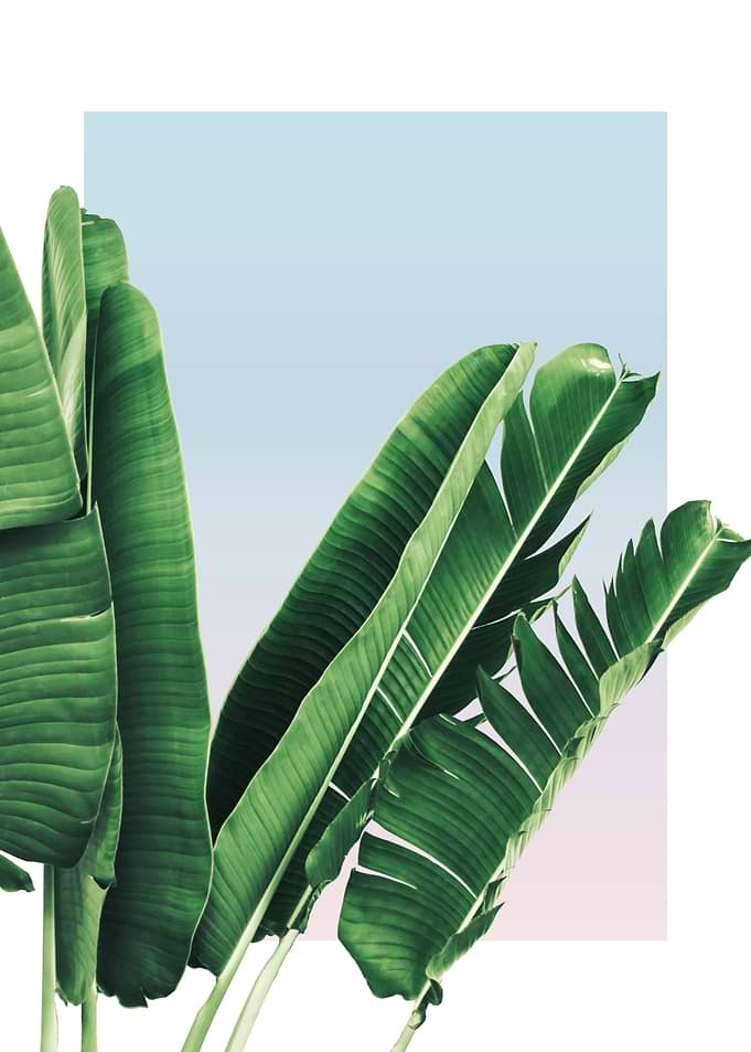 Banana Leaves in Sunset 3