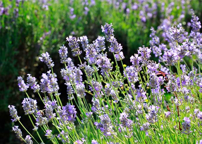 lavender flowers