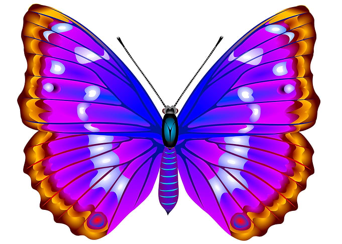 Blue butterfly