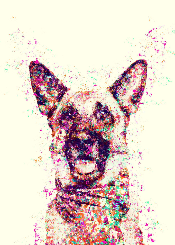 German Shepherd