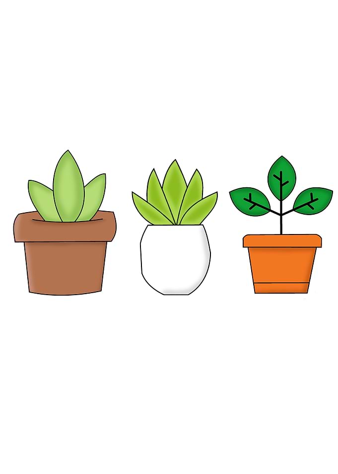PLANTS