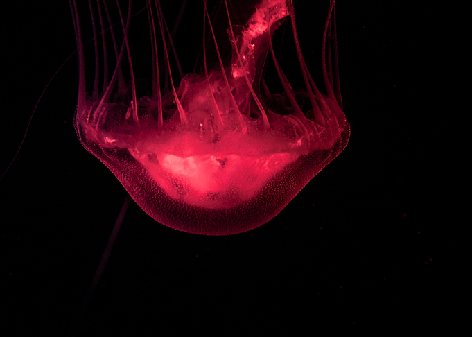 Jellifish swiming in dark