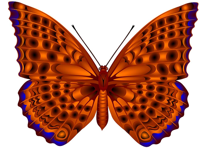 Brown butterfly