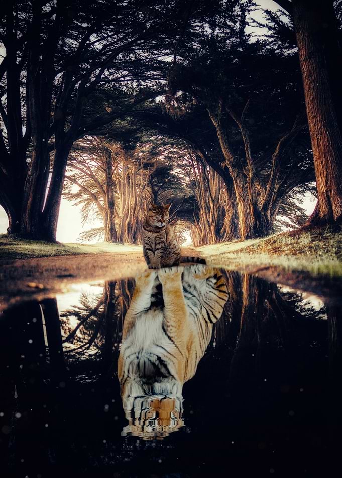 Cat spirit Tiger puddle