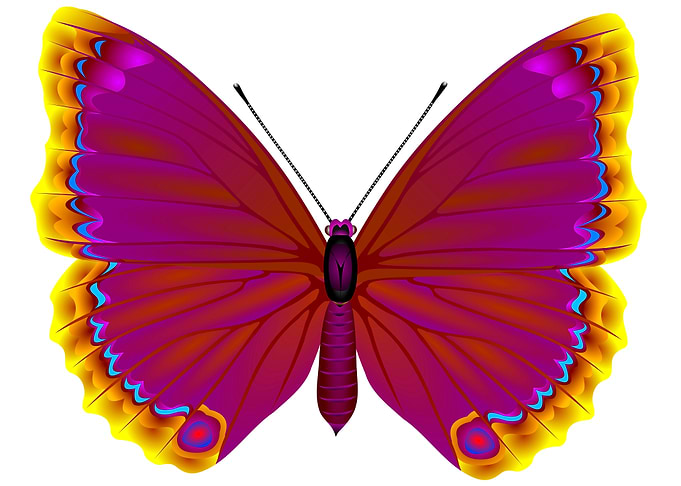 Brown butterfly