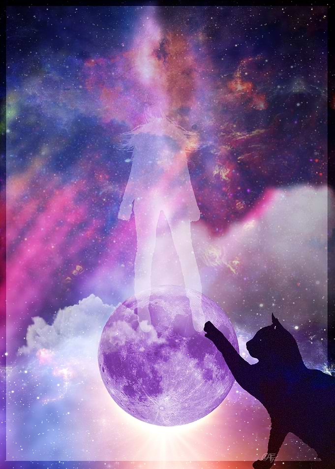 CAT NIGTH