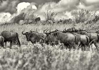Under the African Sky