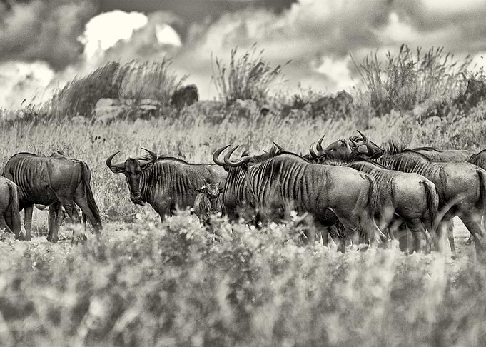 Under the African Sky