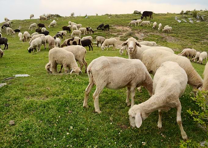 Herd of sheep