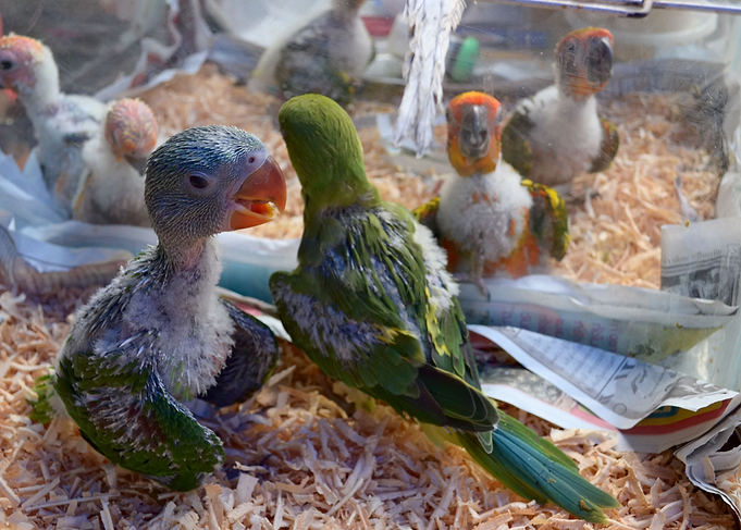 Parrot chicks