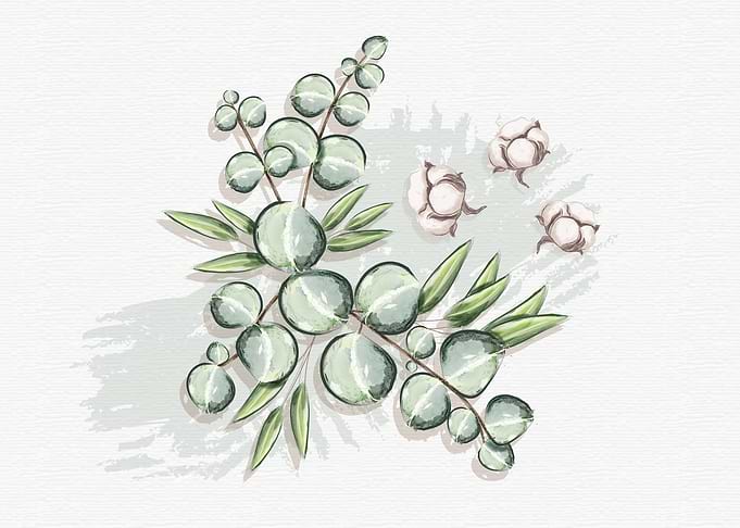 cotton leaves drawing