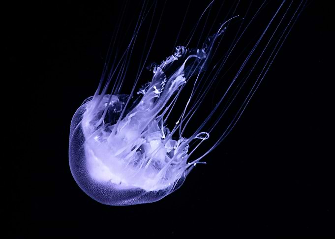 Jellifish swiming in dark