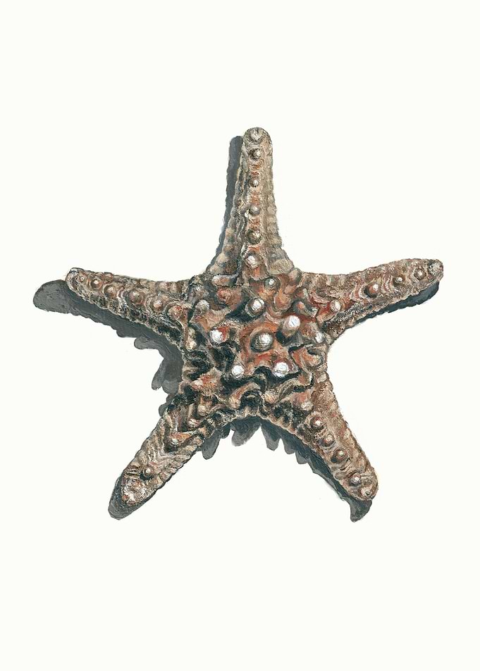 Horned Sea Star