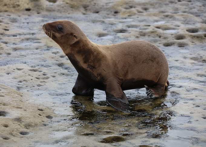 Baby sea lion