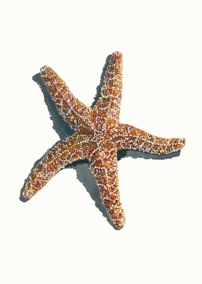 Common Starfish
