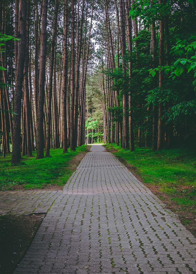 Sidewalk Among the Trees