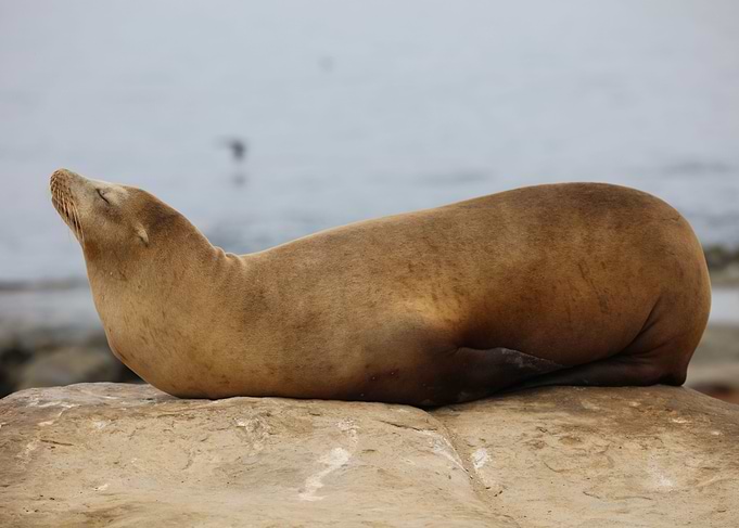 California sea lion