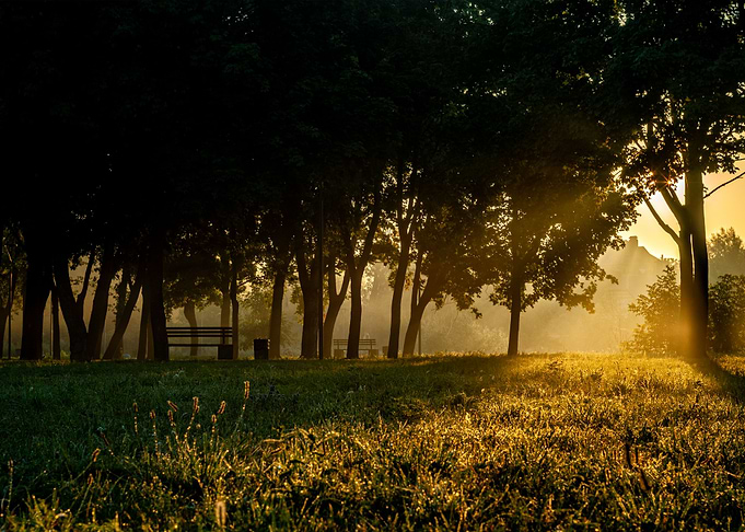 Sunrise in park