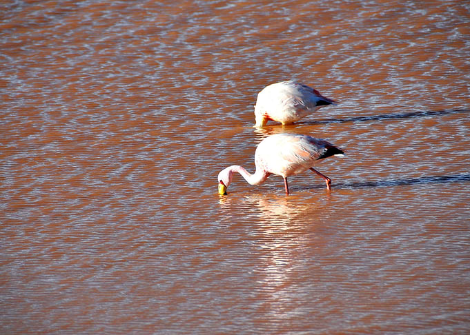 flamingo laguna colorada
