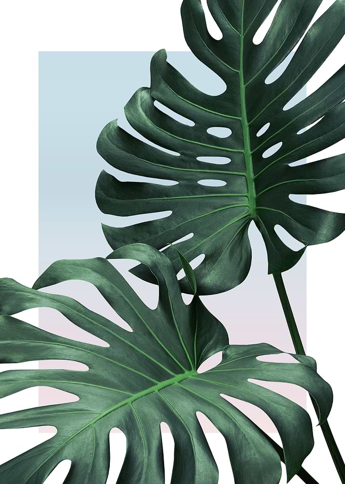 Monstera in Sunset