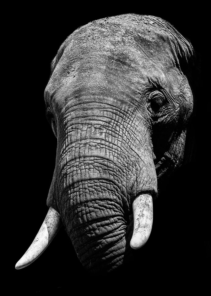 wild Elephant face poster