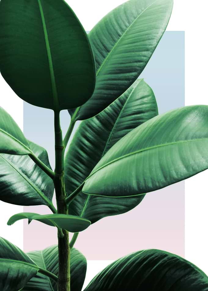 Rubber Plant in Sunset 2