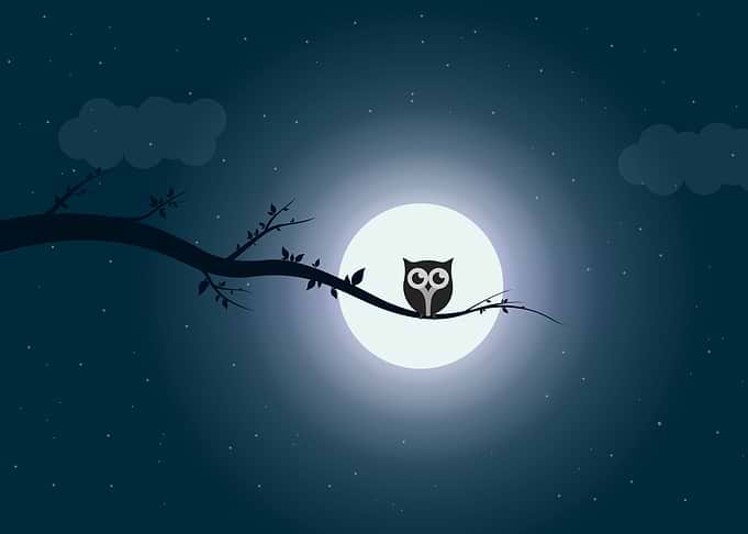 Owl on a Tree in Moonlight