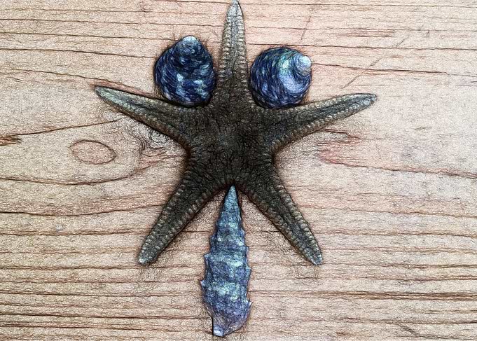 seastar shell composition