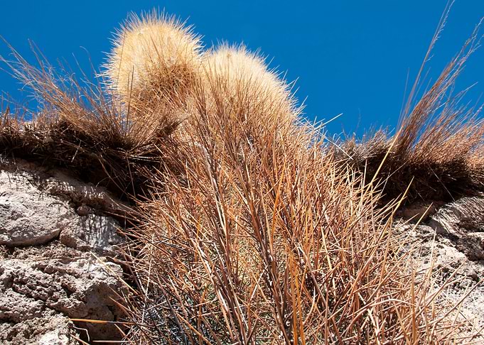cactus on isla incahuasi