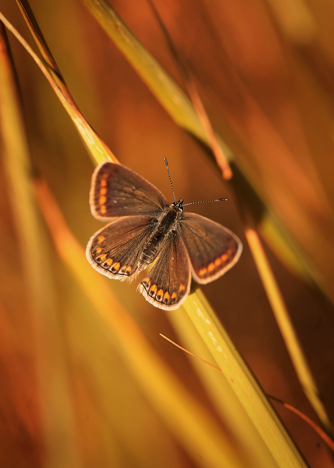 Butterfly sunset